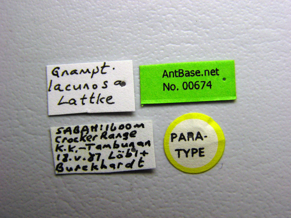 Foto Gnamptogenys lacunosa Lattke, 2004 Label