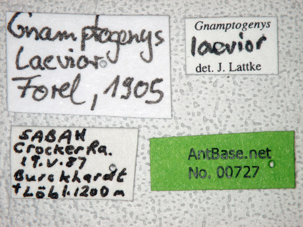 Foto Gnamptogenys laevior Forel, 1905 Label