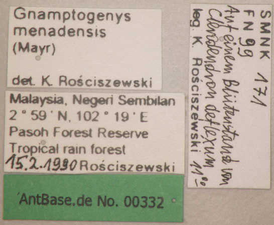 Foto Gnamptogenys menadensis Mayr,1887 unbekannt