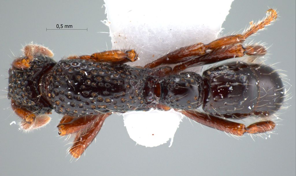 Foto Gnamptogenys ortostoma Lattke, 2004 dorsal