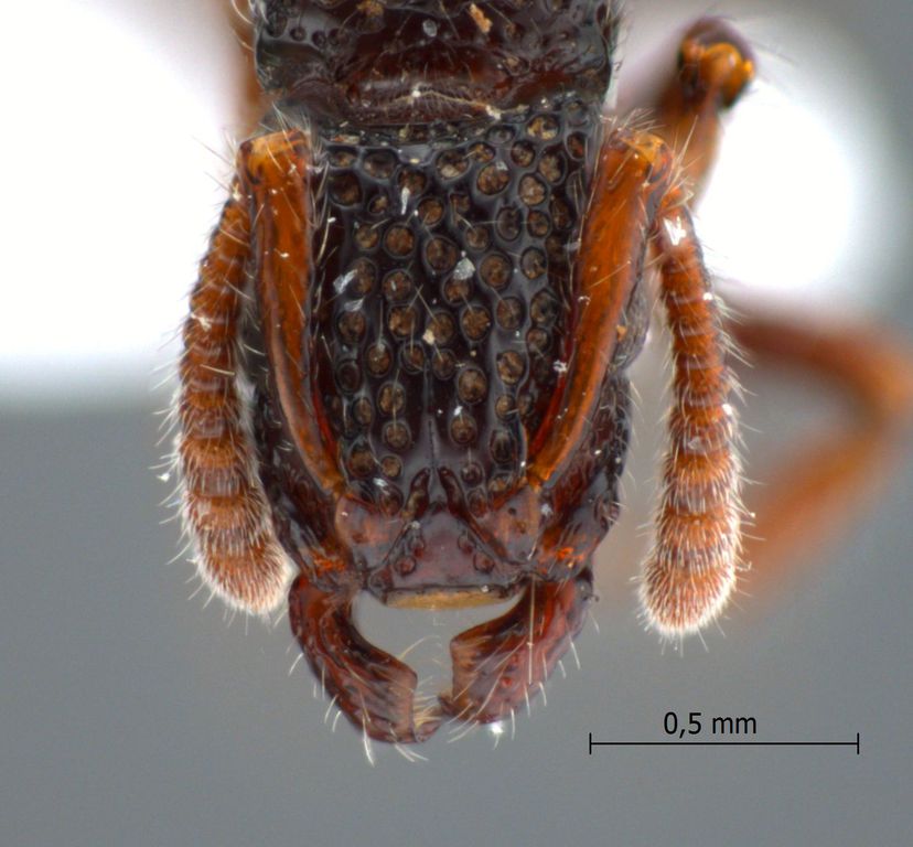 Foto Gnamptogenys ortostoma Lattke, 2004 frontal