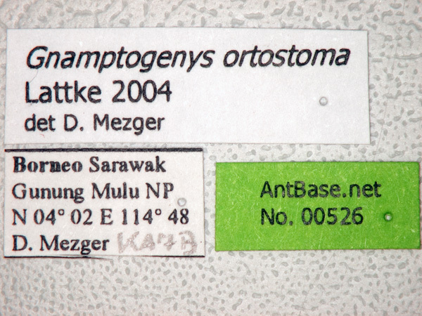 Foto Gnamptogenys ortostoma Lattke, 2004 Label