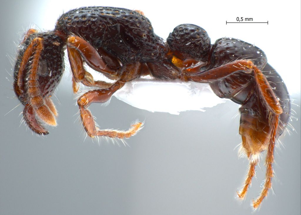 Foto Gnamptogenys ortostoma Lattke, 2004 lateral