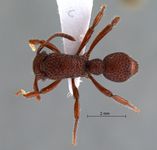 Gnamptogenys palamala Lattke, 2004 dorsal