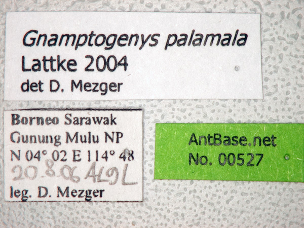 Foto Gnamptogenys palamala Lattke, 2004 Label