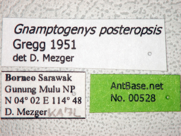 Foto Gnamptogenys posteropsis Gregg, 1951 Label