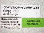 Gnamptogenys posteropsis Gregg, 1951 Label