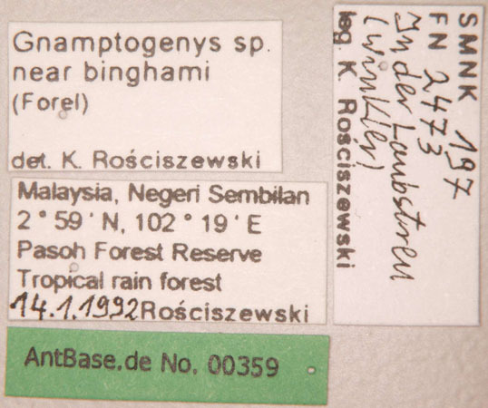 Foto Gnamptogenys sp. near binghamii queen Forel,1900 unbekannt