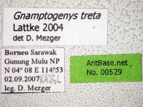 Foto Gnamptogenys treta Lattke, 2004 Label