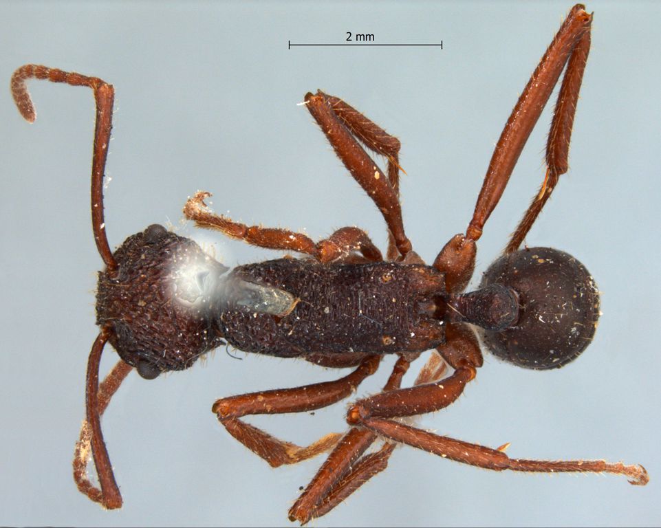 Foto Rhytidoponera araneoides Le Guillou, 1842 dorsal