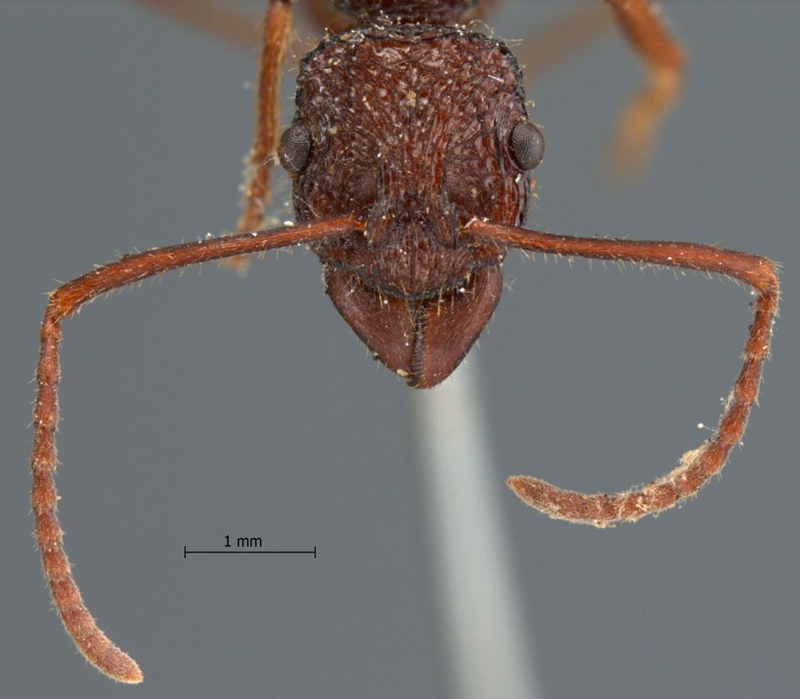 Foto Rhytidoponera araneoides Le Guillou, 1842 frontal