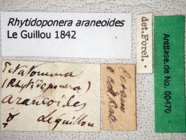 Foto Rhytidoponera araneoides Le Guillou, 1842 Label