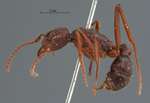 Rhytidoponera araneoides Le Guillou, 1842 lateral