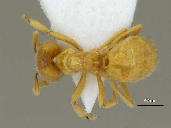 Acropyga acutiventris Roger, 1862 dorsal