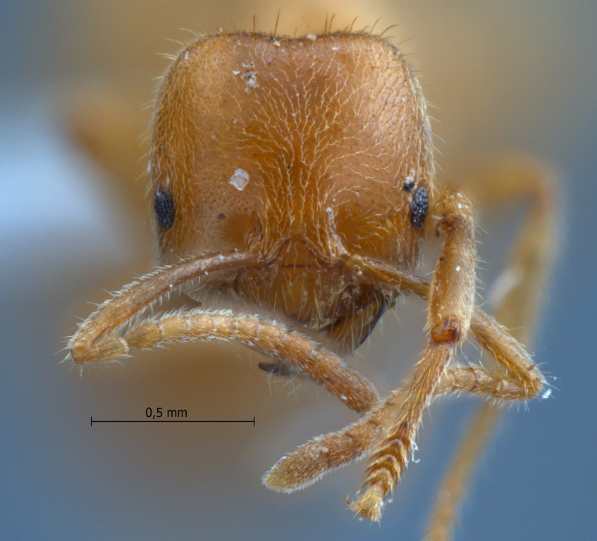 Foto Acropyga acutiventris Roger, 1862 frontal