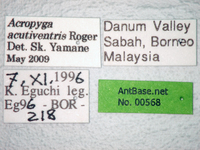 Acropyga acutiventris Roger, 1862 Label