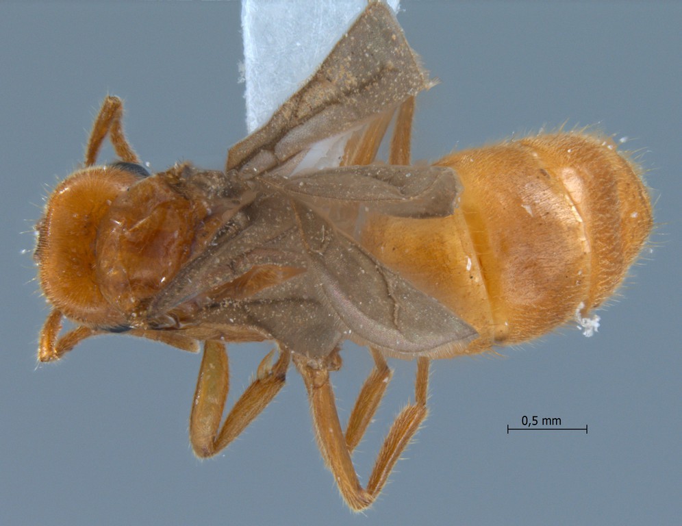 Foto Acropyga acutiventris Roger, 1862 dorsal