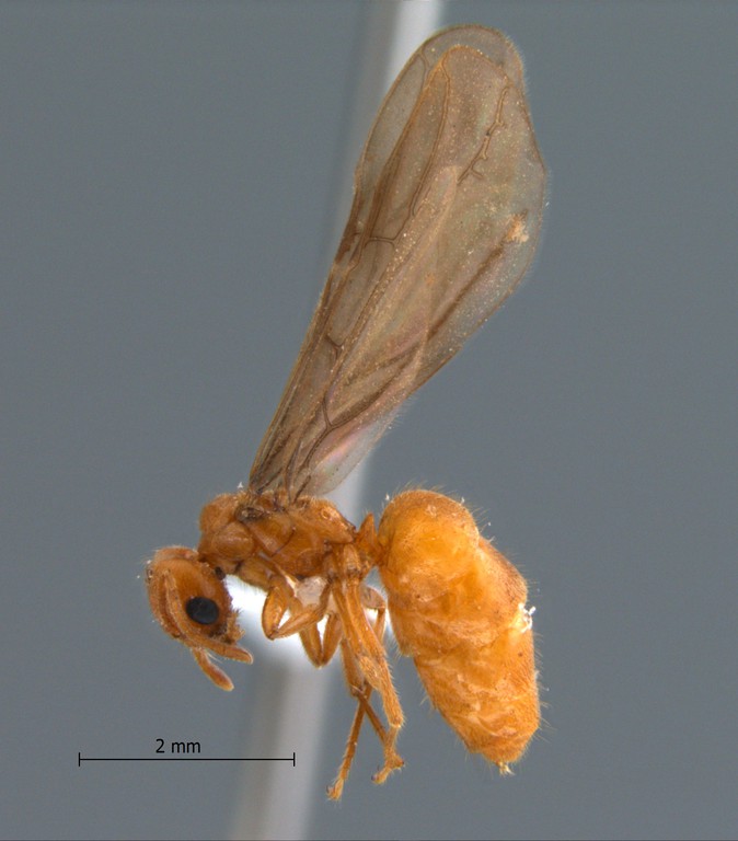 Foto Acropyga acutiventris Roger, 1862 lateral