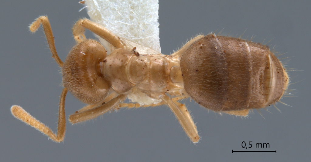 Foto Acropyga hystrix LaPolla, 2004 dorsal