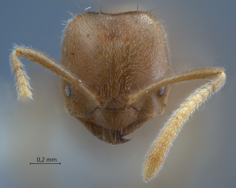 Foto Acropyga hystrix LaPolla, 2004 frontal