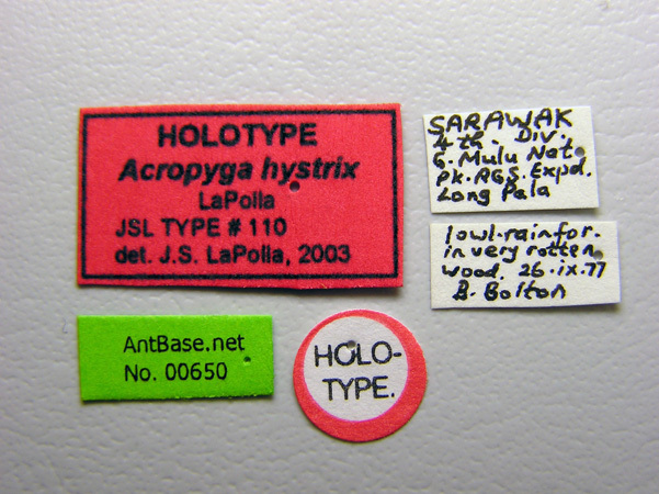 Foto Acropyga hystrix LaPolla, 2004 Label