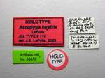 Acropyga hystrix LaPolla, 2004 Label