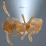 Acropyga inezae Forel, 1912 dorsal