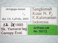 Acropyga inezae Forel, 1912 Label