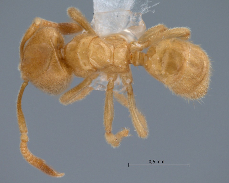 Foto Acropyga nipponensis Terayama, 1985 dorsal