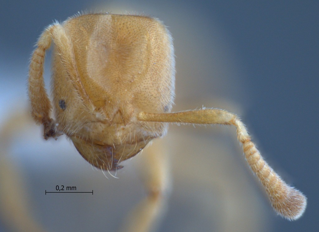 Foto Acropyga nipponensis Terayama, 1985 frontal