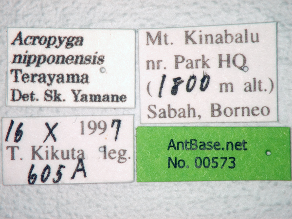 Foto Acropyga nipponensis Terayama, 1985 Label