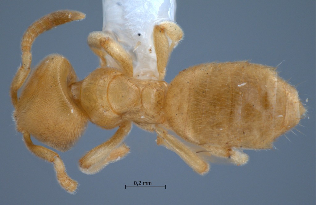 Foto Acropyga pallida Donisthorpe, 1938 dorsal