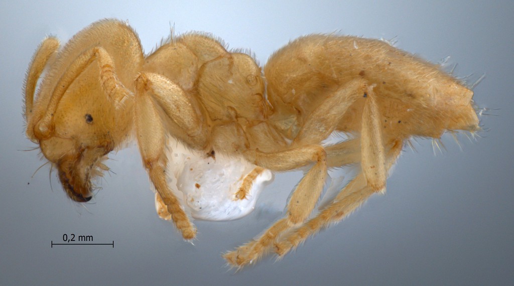 Foto Acropyga pallida Donisthorpe, 1938 lateral