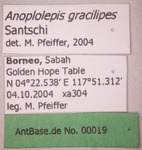 Anoplolepis gracilipes Smith, 1857 Label
