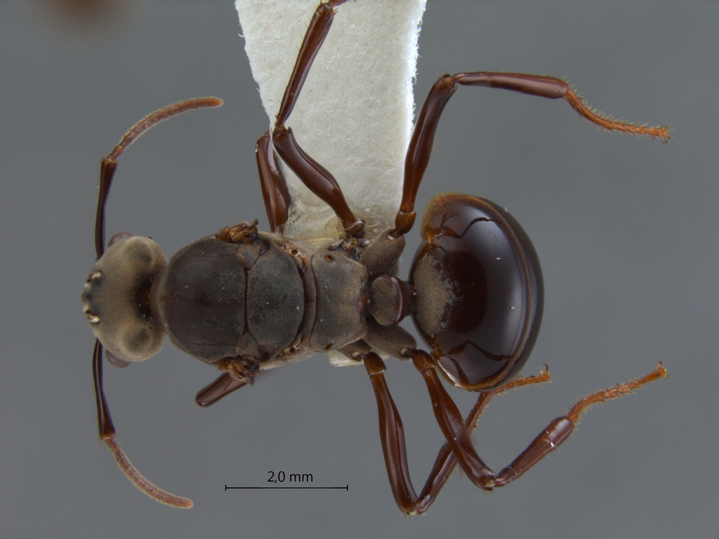 Foto Bregmatomyrma carnosa Wheeler, 1929 dorsal