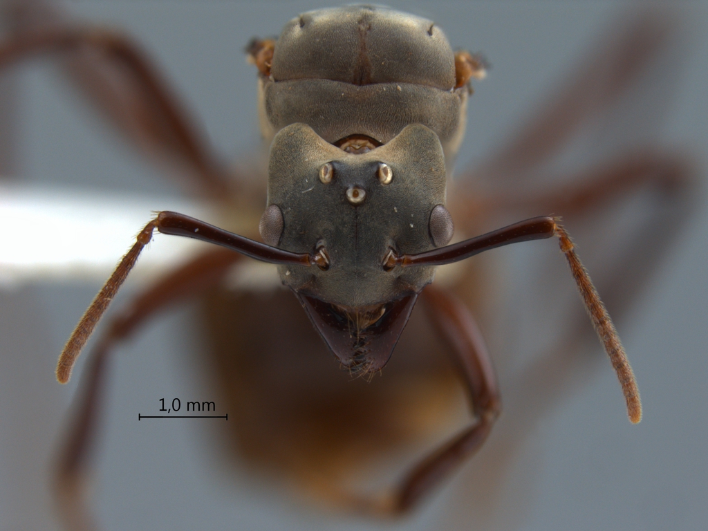 Foto Bregmatomyrma carnosa Wheeler, 1929 frontal