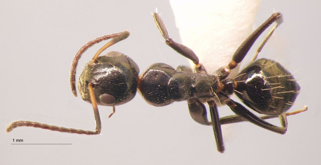 Foto Camponotus 77 dorsal