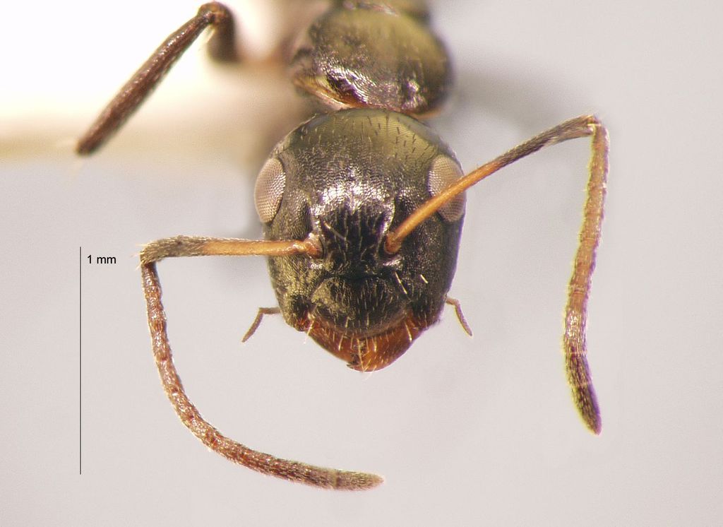 Foto Camponotus 77 frontal