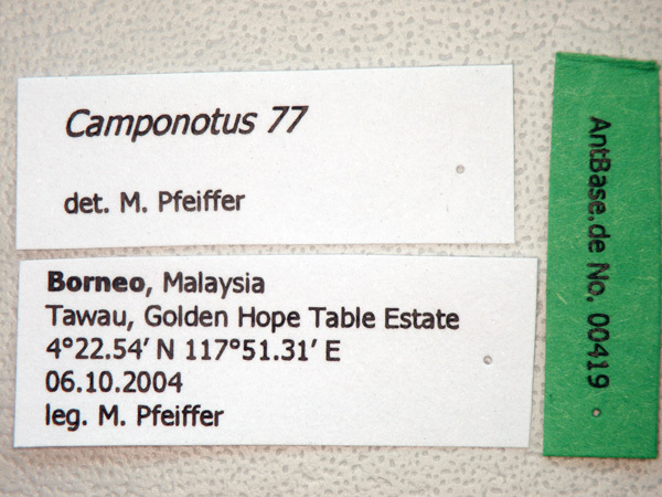 Foto Camponotus 77 Label