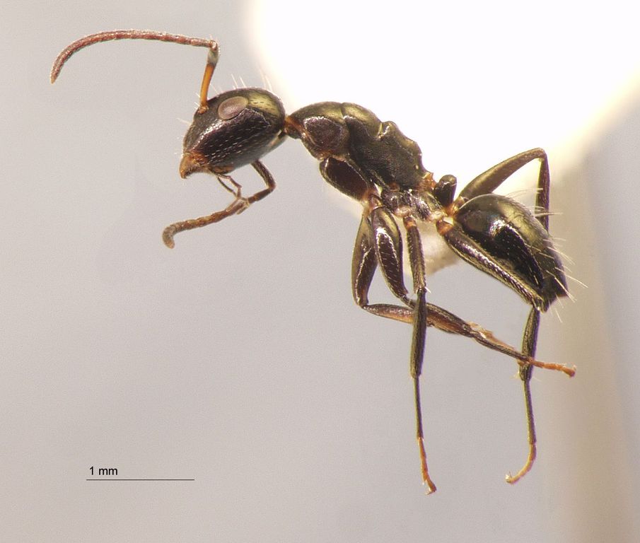 Foto Camponotus 77 lateral