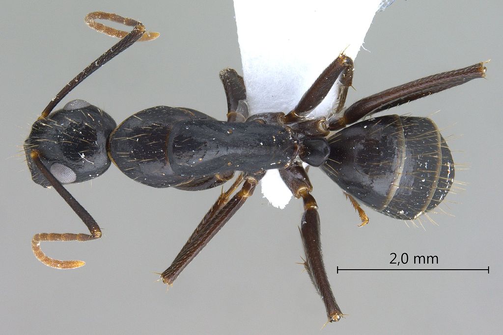 Foto Camponotus aethiops (Latreille, 1798) dorsal