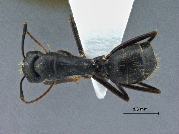 Camponotus aethiops (Latreille, 1798) dorsal