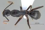 Camponotus aethiops (Latreille, 1798) dorsal