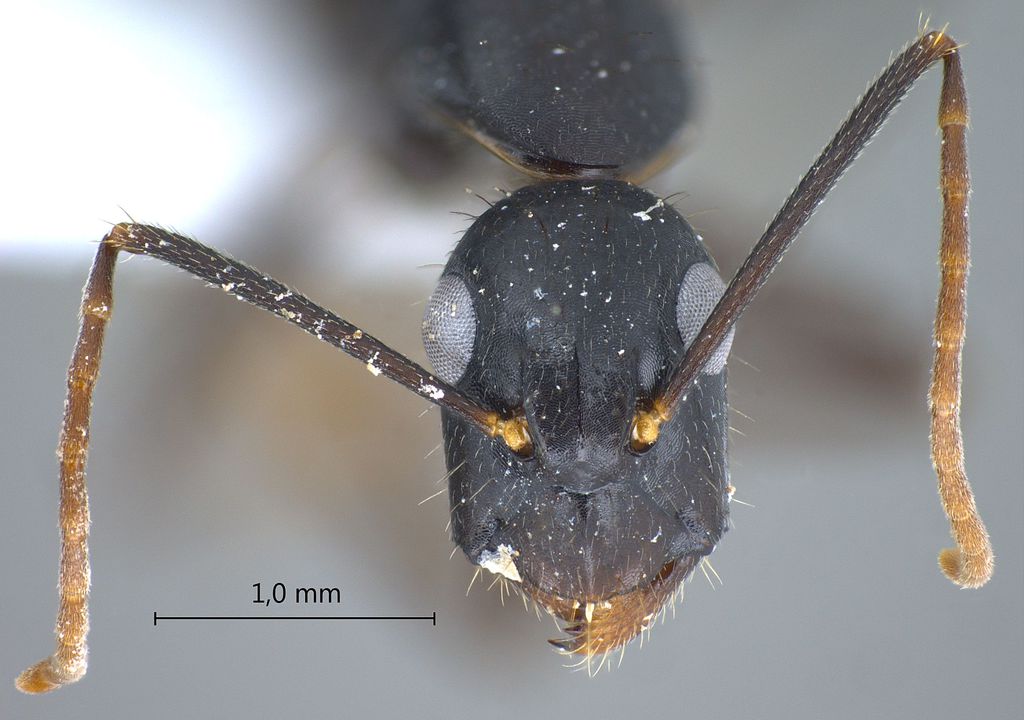 Foto Camponotus aethiops (Latreille, 1798) frontal