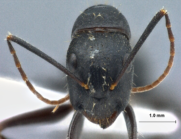 Camponotus aethiops (Latreille, 1798) frontal