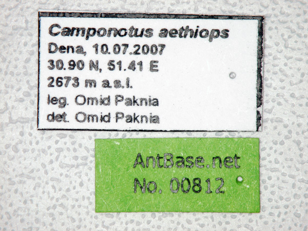 Foto Camponotus aethiops (Latreille, 1798) Label