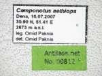 Camponotus aethiops (Latreille, 1798) Label