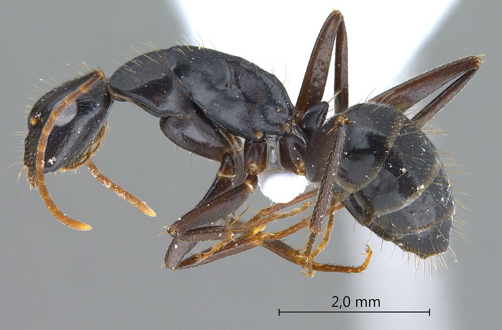 Foto Camponotus aethiops (Latreille, 1798) lateral
