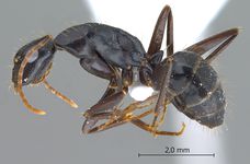 Camponotus aethiops (Latreille, 1798) lateral