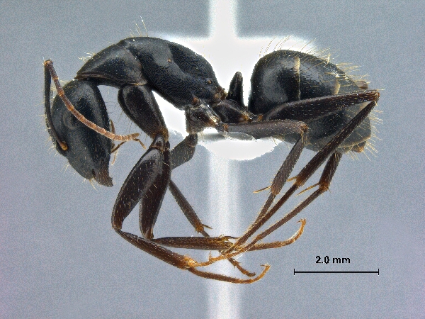 Camponotus aethiops (Latreille, 1798) lateral